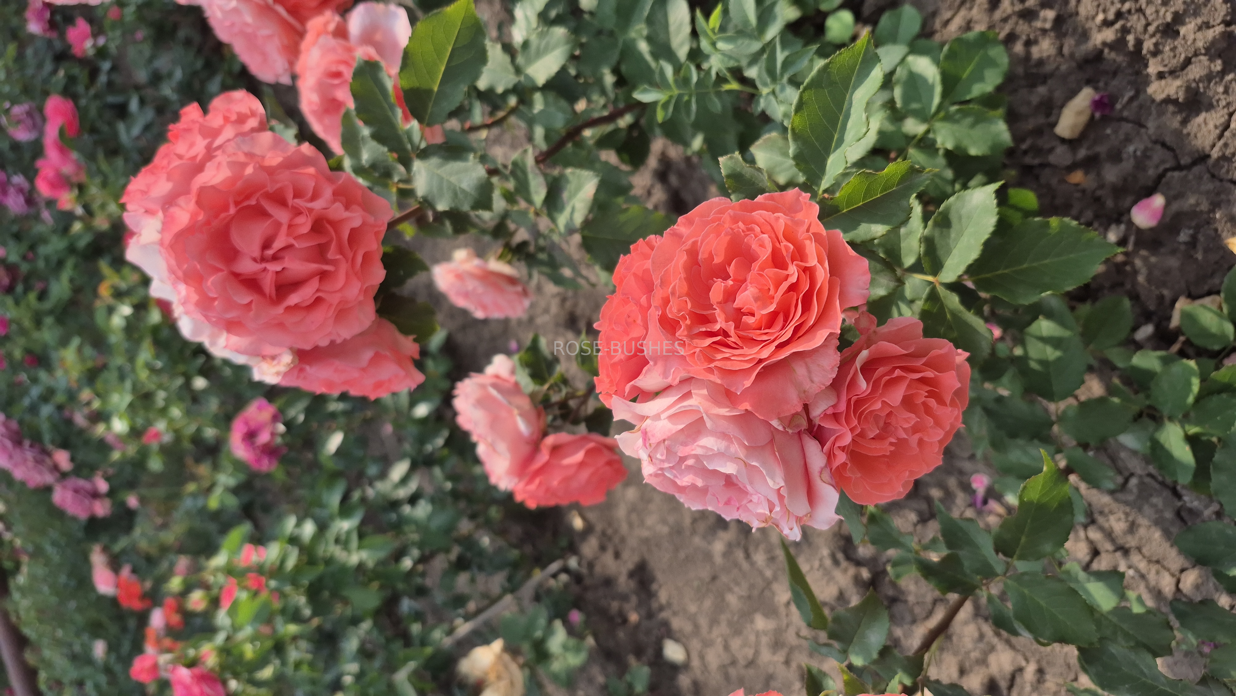 ������ ���� Corail Gelee. (����. ��������)